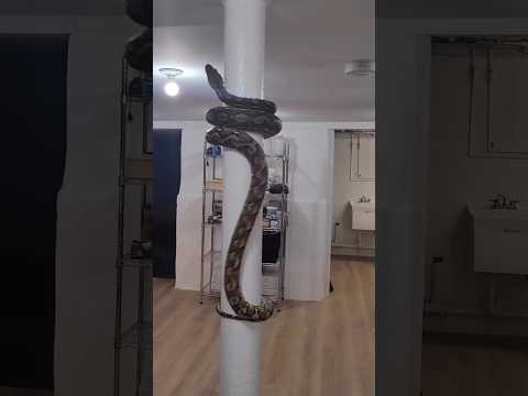 har har Mahadev नाग 😱😱#snake #video #funny