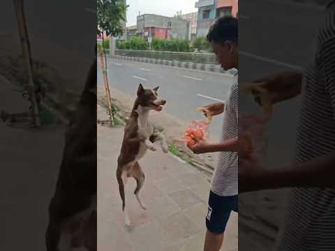 Dog 😂 #shorts #shortvideos