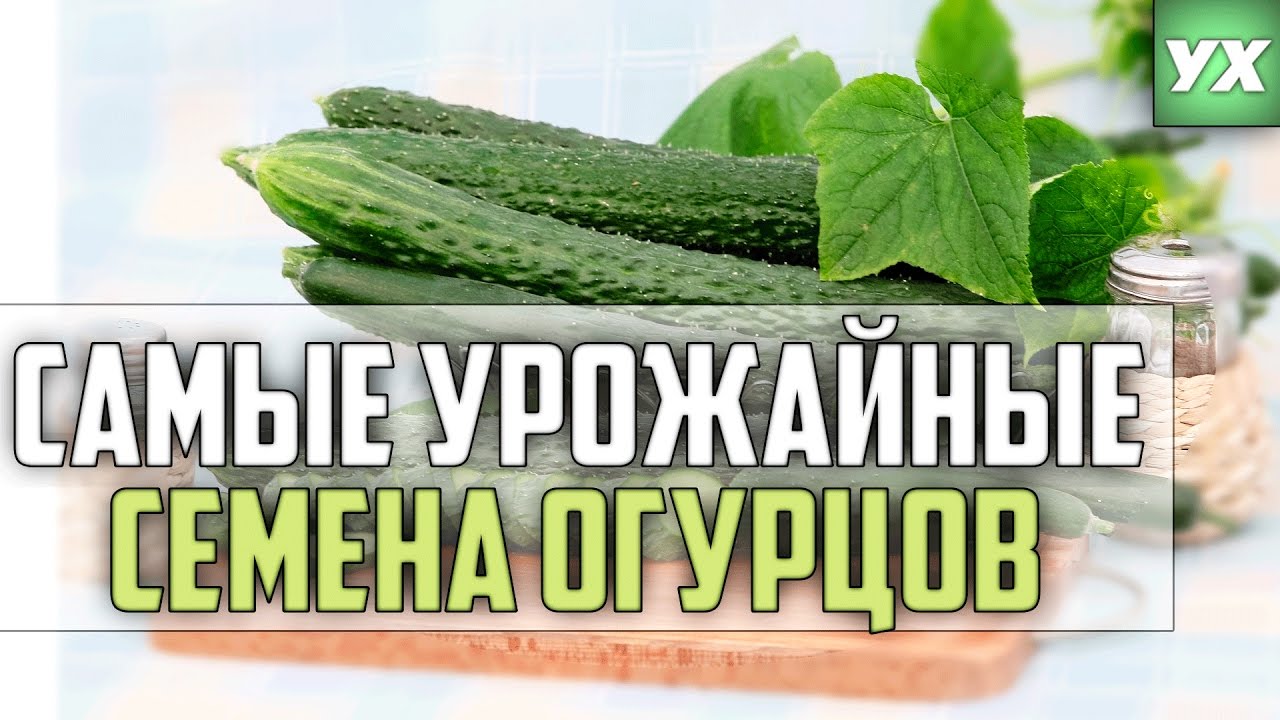 САМЫЕ УРОЖАЙНЫЕ СЕМЕНА ОГУРЦОВ
