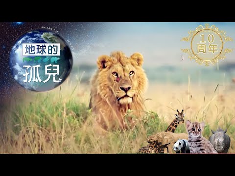 地球的孤兒~貓的消失，萬獸之王辛巴的最後戰役 Orphans of the Earth / The Final Battle of Simba【全集】｜白心儀 - YouTube