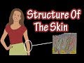 Exploring the Layers and Types of Skin