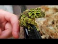 Exploring Unique Animal Adaptations