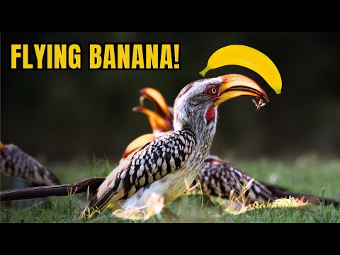 Southern Yellow-Billed Hornbill: The Bird with a Banana Beak