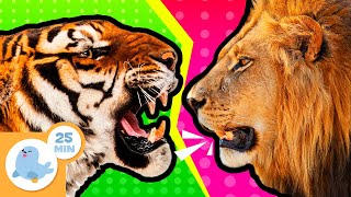 🦁 REIS DA NATUREZA 🦓 Animais para crianças 🐯 Recopilação + 20 min