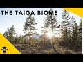 Understanding the Taiga Biome