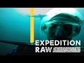 Exploring the World of Sharks