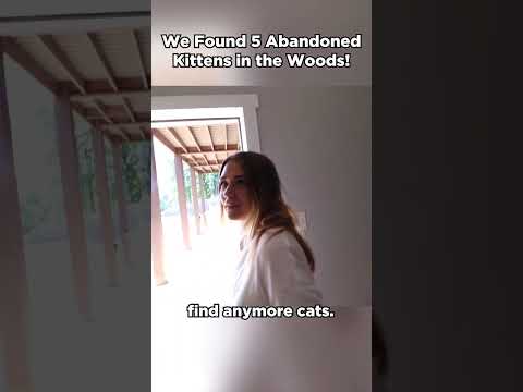We found 5 kittens in the woods!