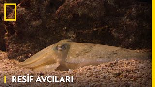 Resif Avcıları | WILD
