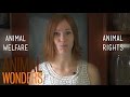 Animal Welfare and Rights Concepts