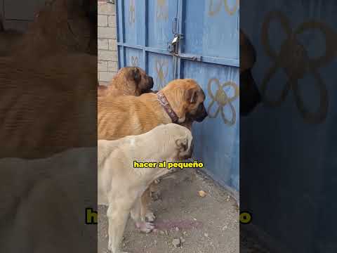 Alabai Protector #reels #perro #dog #doglover #shortvideo #short #ytshorts #viralshort