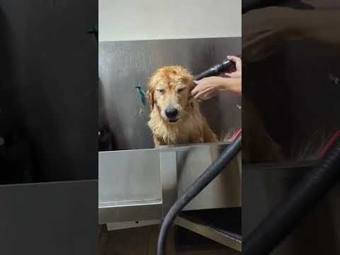 Cuidando a un Golden Retriever Agresivo #español #limpieza #perros