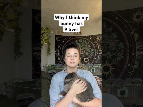 He was a MENACE #pets #petstory #bunny #rabbit #petbunny #cutepets #funnypets