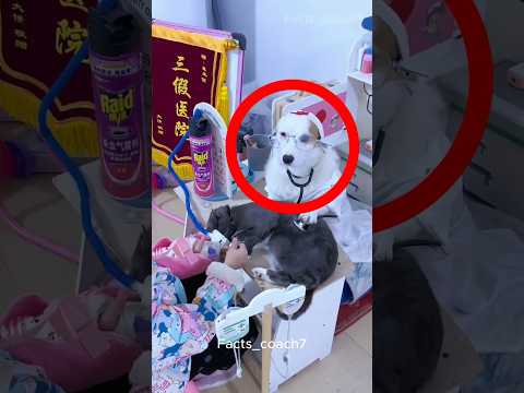 This Dog Helps Her Become a Doctor π©ΊπΆ