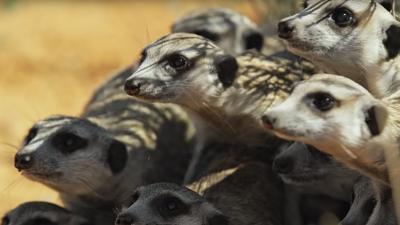 Meerkat Gang vs. Robot Cobra Spy In The Wild BBC Earth