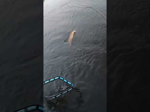 “My drone is returning to home!” 😳 #fishing #pikefishing #minnesota