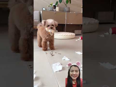 ROBOT OTOMATIS BUAT PEMBERSIH LANTAI ⁉️ #cute #puppy #pets #unboxing #dubbingvideo