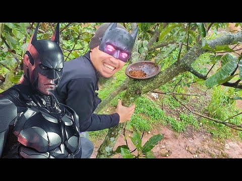 MUKBANG DI POHON MANGGA. BATMAN SOMPLAK.