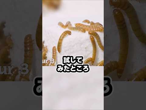 ミルワームの凄さ