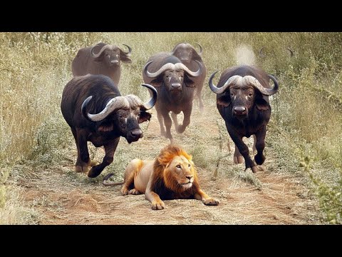 OMG! Delusion Of Power, The Lion King Was Mercilessly Trampled By The Buffalo