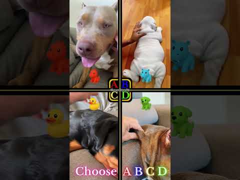 Squishy Dogs - capoandcali_ vs mihijodanko vs nikita_and_kate vs maoriblue