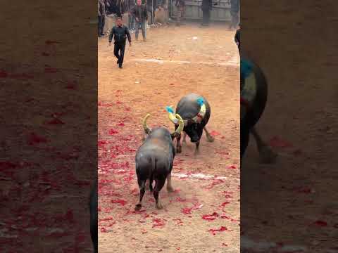 The two cows seem to understand something.#bullfighting  #bull #animals #cow #funny