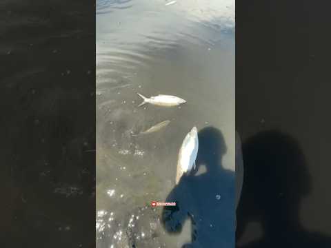 Menangkap ikan terdampar saat air surut🥰