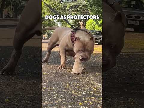 Dogs as Pets VS...💀