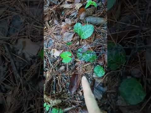 주부나라 라이브 스트리밍 중 산삼캐러 갑니다