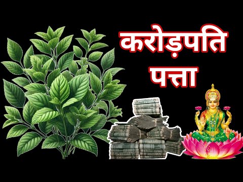 नए साल में आपको मालामाल बनाकर रख देगा यह एक पत्ता/यह उपाय जरूर करें/Jyotish Gyaan