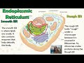 Cell Organelles and Their Functions