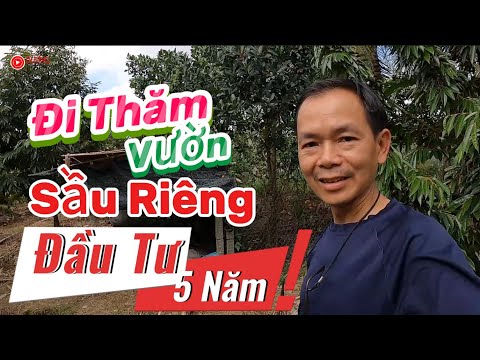 Mời Bà Con Việt Kiều Ghé Thăm Vườn Sầu Riêng Đã Đầu Tư 5 Năm Trước Khi Về VN Sống