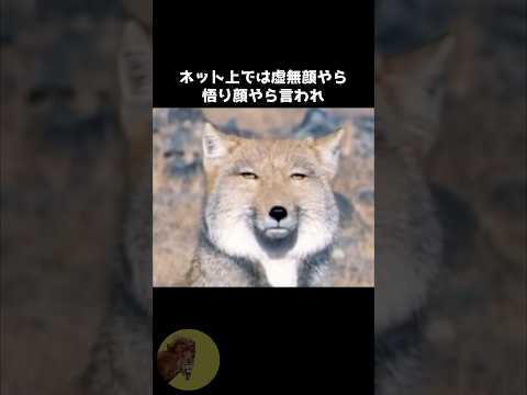 チベスナが狡猾過ぎる😂 #動物 #雑学 #豆知識 #チベットスナギツネ #ミーム