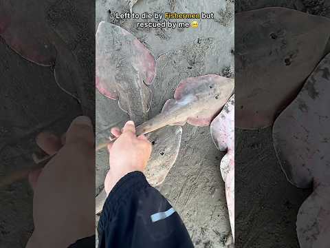 Rescue Mission: Left to die by fishermen but saved by me ๐ฅบ