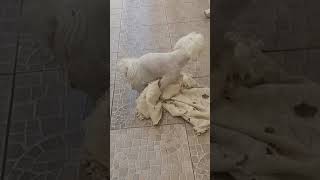 Cachorro Transante