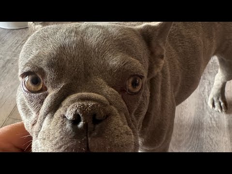 Frenchie bulldog