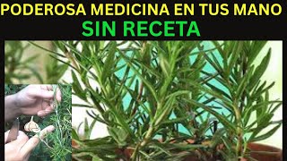 ¿Para qué sirve el ROMERO? 🌿 ¿Enfermedades que Cura El ROMERO?