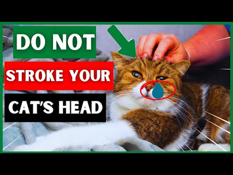 Think Twice Before Petting Your Cat's Head (Surprising Facts Revealed)