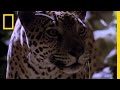 Jaguar: The Jungle Predator