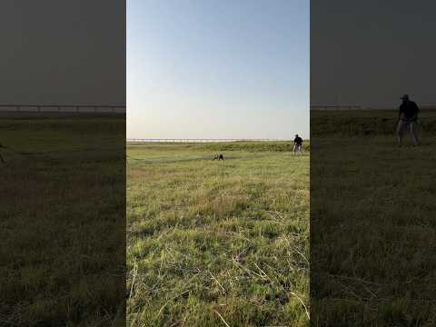 Gunner point on quail #pakistan #famousdog