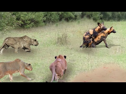 Foolish! Wild dogs Foolishly Did This On The Lion's Territory, Causing It To Suffer A Tragic Tragedy