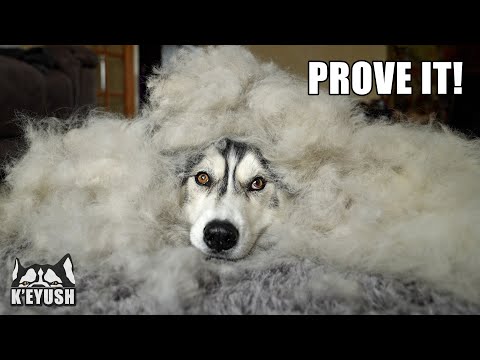 Embarrassed Husky Doesn’t Want to be Brushed! 1 HOUR Grooming!