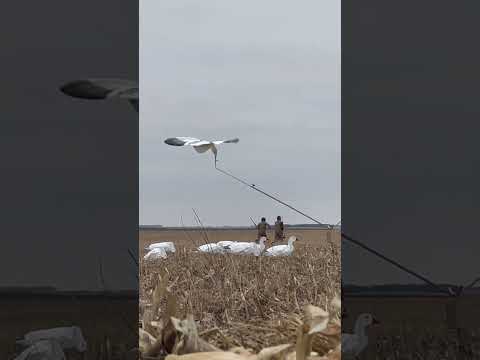 He caught a goose with his hands!!! #reels #duckhunting #duckhunt #birds #hunting #ducks #waterfowl