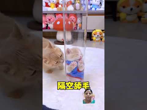 Cat funny video #kitten #funnycats #8bit #cute #youtubeshorts #shorts #short #youtubeshorts #like...