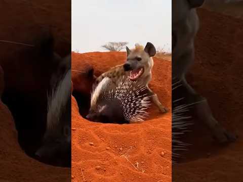 호저 무리를 만난 불쌍한 아나콘다. 🐜🐅💥🤕 Squad ヤマアラシ軍団に遭遇した哀れなアナコンダ #wildlife Anaconda Meets Porcupine