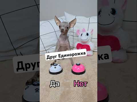 Новые кнопки! #toyruby #shorts