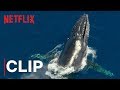 Humpback Whales: Journey and Survival
