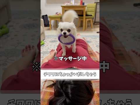 チワワにちょっかい出さない人が居るだろうか？いや、居ない#あるある #犬のいる生活