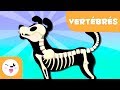 Vertebrates and Their Characteristics