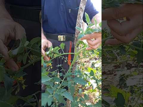 🍅 Πώς Εγώ Κλαδεύω τη Ντομάτα #κηπουρική #κήπος #ντομάτα
