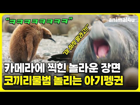 #꿀잼다큐 I "아 하지 말라고!!" 카메라에 찍힌 놀라운 장면 코끼리물범 괴롭히는 아기 펭귄 I KBS 일곱 개의 대륙, 하나의 지구 200622 방송